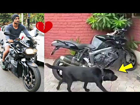 Sushant Singh Rajput DOG Fuddge Video Searching Him Near His Bike Will Make You CRY