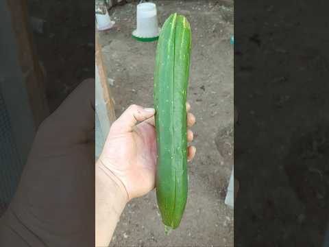 Can you feed your chickens cucumbers? Yes! #homestead #freerangechickens #cucumber #vegetables