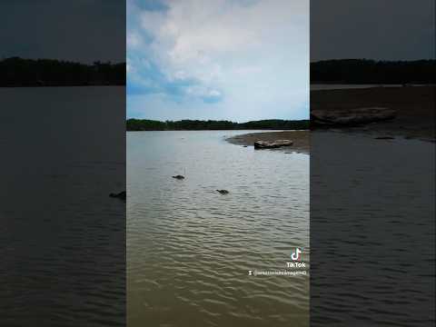🌿 LAGO DOS REIS: UM TESOURO ESCONDIDO NO CORAÇÃO DO AMAZONAS! 🚁