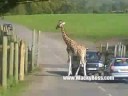 Giraffes are funnier than you might think!