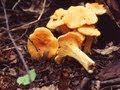 лисички грибы выращиваем дома 