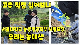서울대학교 농대생 고추 시험재배 포장 고추 직접 심어보기 김광형 교수팀 탄저병 저항성 풀뿌리농장 석성수 자연…