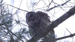 Barred Owl Mating Call