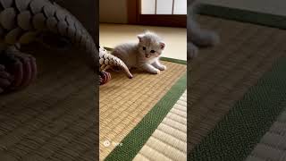 子猫とセンザンコウ(sora2生成動画)  #cute #kitten  #animals #pangolin