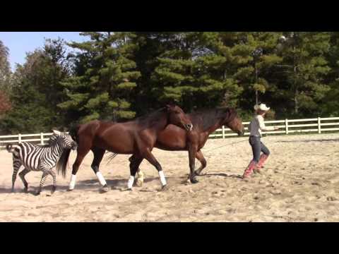 Madison Shambaugh Liberty Team