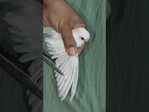 How to cut bird feathers #birds #parrot #budiges #shorts# how to cut bird wings