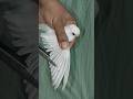 How To Cut Bird Feathers Birds Parrot Budiges Shorts How To Cut Bird Wings