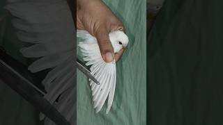 Download lagu Cara memotong bulu burung #burung #burung beo #burung parkit #burung pendek #cara memotong sayap burung mp3