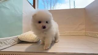 ポメラニアンの動画01