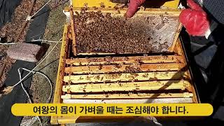 2020 꿀벌 월동포장 전 내검