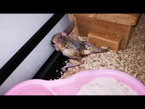 My Egyptian Long Eared Jerboas