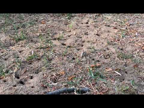 Colony of Ants Replace the Tree Stump in Martinsville, NJ