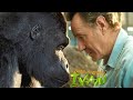 THE ONE AND ONLY IVAN 2020 Full Movie Review Sam Rockwell Helen Mirren
