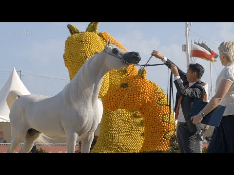 🍋 ALEXXANDERR 🍋 Gold Champion Senior Stallion, 2022 MENTON