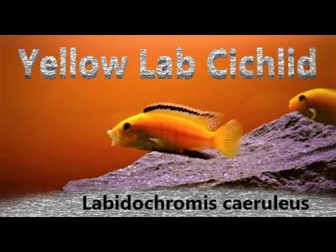 Yellow Lab — Labidochromis caeruleus care a tank set-up guide