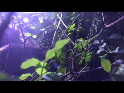 Computer-controlled oasis: Mario Kleff's terrariums redefine ecosystems