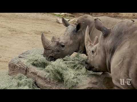 How the San Diego Zoo tries to mimic the wild - The San Diego Union-Tribune How the San Diego Zoo tries to mimic the wild - The San Diego Union-Tribune