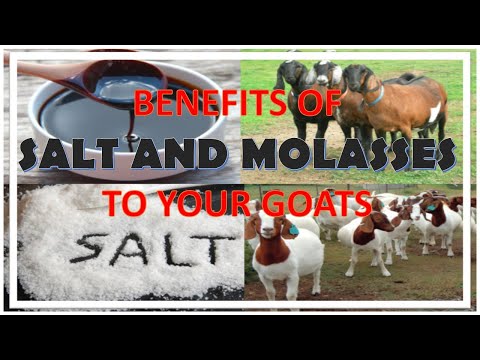 , title : 'GOAT MINERALS - BENEFITS OF SALT AND MOLASSES TO YOU GOATS'