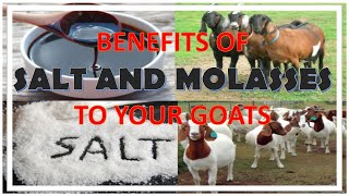 GOAT MINERALS - BENEFITS OF SALT AND MOLASSES TO YOU GOATS