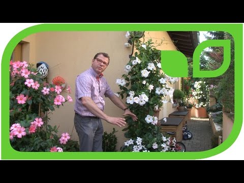 Überwinterung von Diamantina Dipladenia