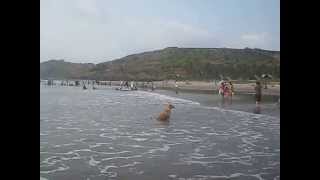 preview picture of video 'Fun at Vagator Beach, North Goa'