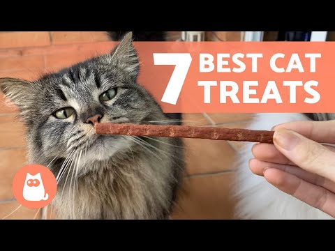7 TREATS for CATS 😻🌿 How to Reward Your Feline
