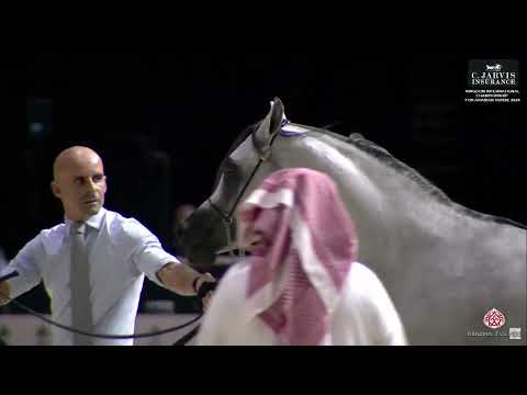 N 240 MIRSAL AL SAYED   Kingdom International Championship for Arabian Horse 2024   Stallions 7 9 Ye