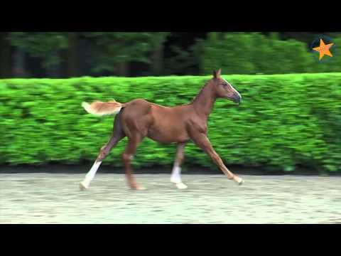 46 Kynan-S (Baloubet du Rouet x Opium) Stallion