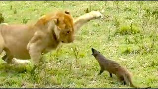 animales mangosta vs leones