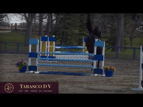 Tabasco D V Jumping