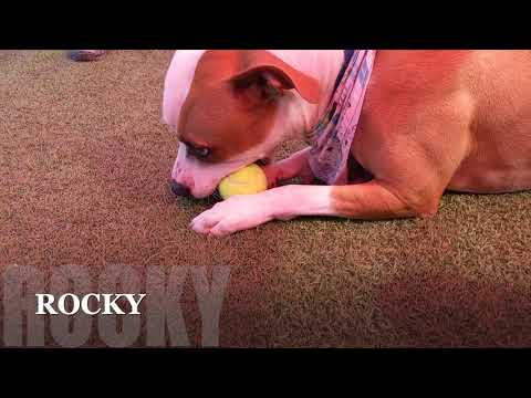 Rocky 6-67-19 A, an adopted Staffordshire Bull Terrier Mix in Grass Valley, CA_image-1