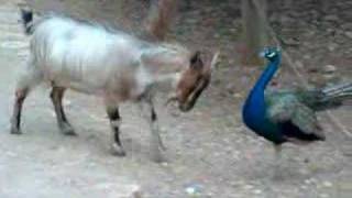 a goat and a peacock fighting!