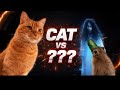 This Cat Is Out Of Control