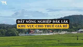 Lâm Đồng: Giá thuê đất nông nghiệp tăng cao khiến nhà đầu tư “e ngại”
