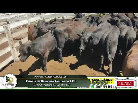 12-02-26 - Remate de Ganadera Pampeana S.R.L. - General Acha, La Pampa