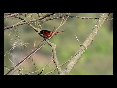 Pestrec dlhochvostý (Pericrocotus ethologus) — spev a hlas v prírode