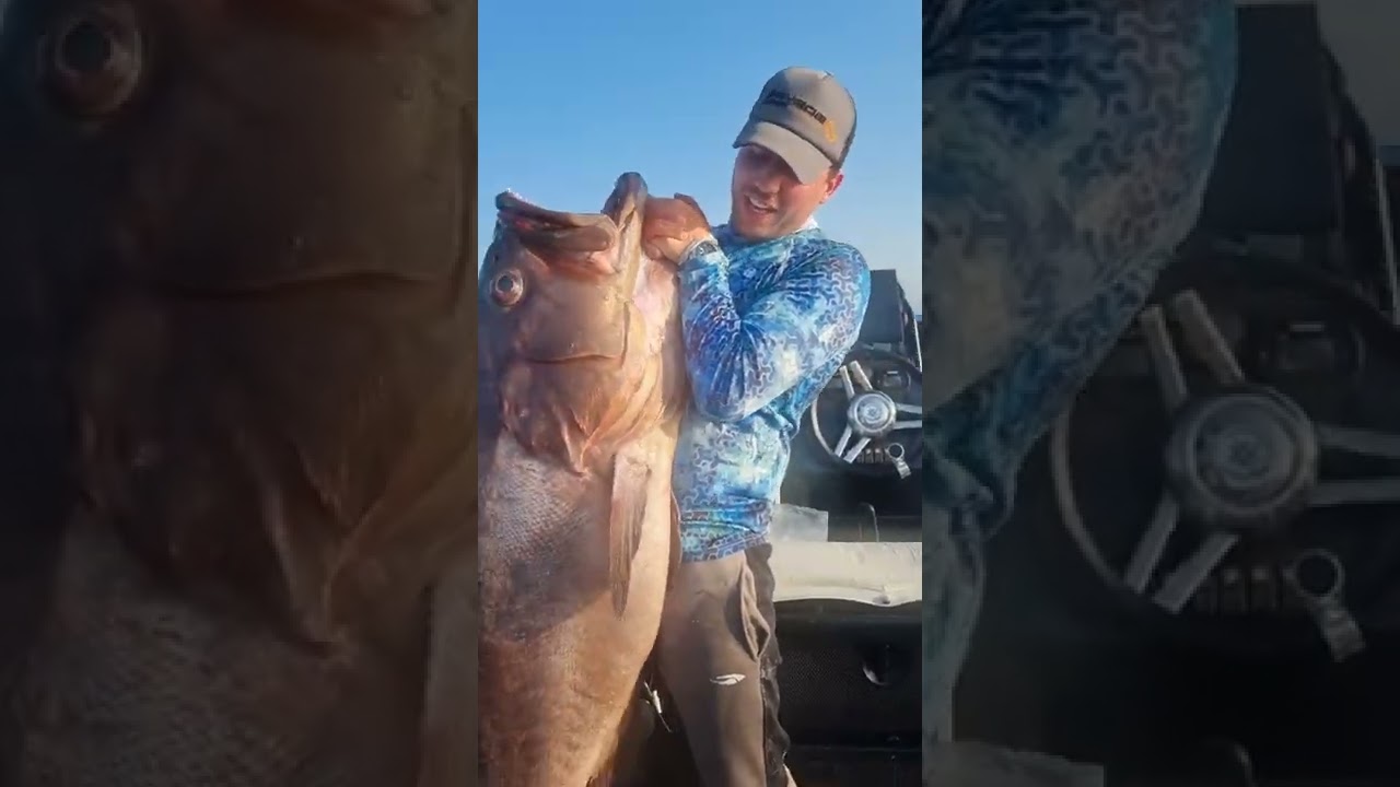 "Goldfisch": Ein riesiger Zackenbarsch wurde von einem Kreter gefangen