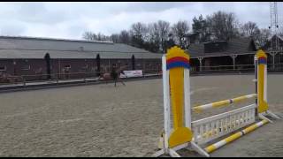 D-pony Kyra 4yo Kanshebber x Carl. For sale. Marieke Heijligers & Kyra.