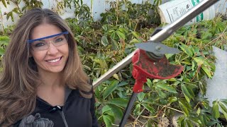 How to Use a Weed Eater Like a Pro | Easy Lawn Care Tutorial + Must-Have Tool