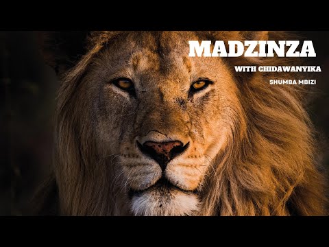 MADZINZA USENDO: Exploring Zimbabwean Customs/ Shumba & Mbizi