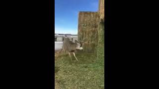 animale salveaza un cerb