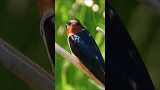 Download lagu Suara merdu burung layang-layang #satwa liar yang menggemaskan mp3