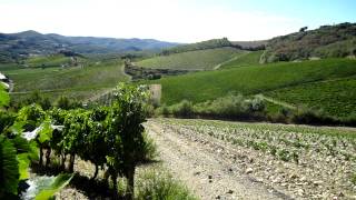 preview picture of video 'Wine Tour in Tuscany: Vineyards old and new at Fattoria Poggerino in Chianti'
