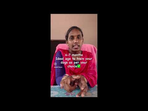 How to train your dogs at home🦮🐾? Correct age to trian dogs?