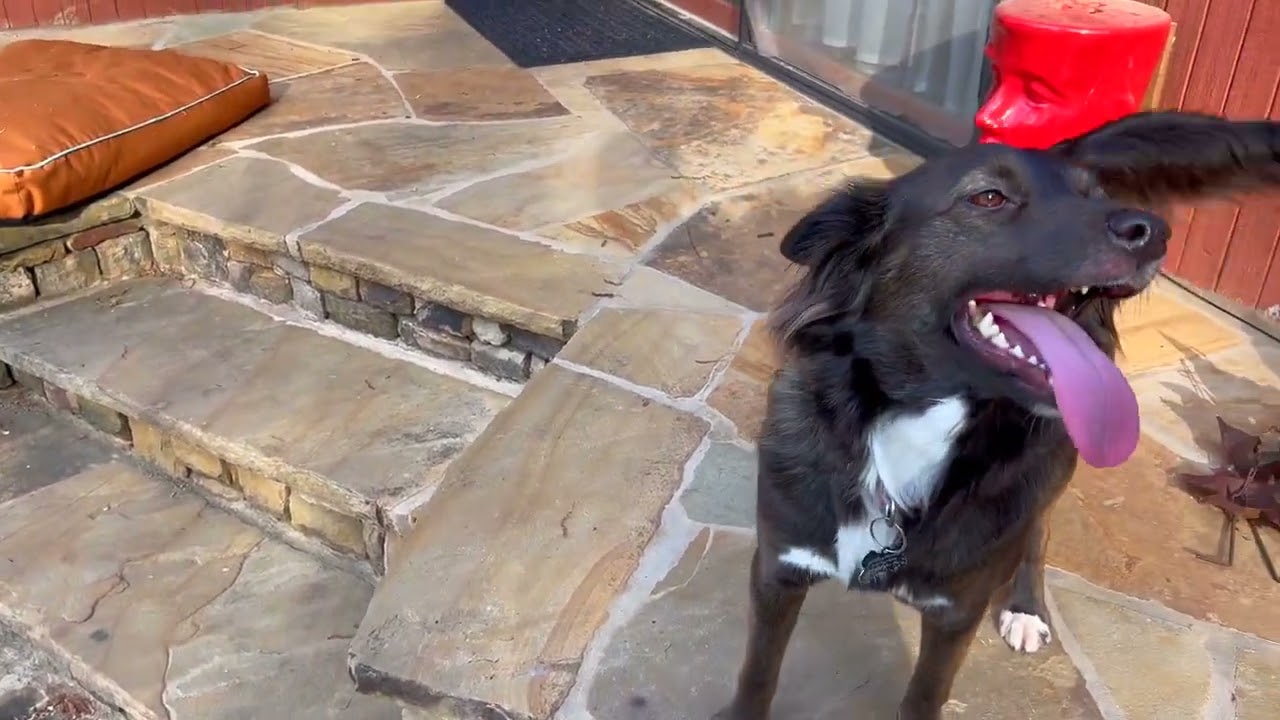 Ruby Riley - Angels Among Us Pet Rescue - Atlanta, GA