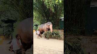 Download lagu නාලකත් දැන් එන්ඩ එන්ඩ ලස්සන වෙනවා😍🦣🌾 #nalakaelephant #shorts #viralshort #youtubeshorts #trnding mp3 Download lagu නාලකත් දැන් එන්ඩ එන්ඩ ලස්සන වෙනවා😍🦣🌾 #nalakaelephant #shorts #viralshort #youtubeshorts #trnding mp3