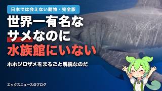 世界一有名なサメなのに、どこの水族館にもいない理由【ホホジロザメ徹底解説】