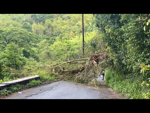 Junction main road blocked by fallen trees - Jamaica Observer - Vimarsana News
