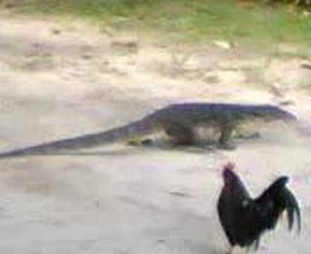 Upclose and personal with a Monitor Lizard