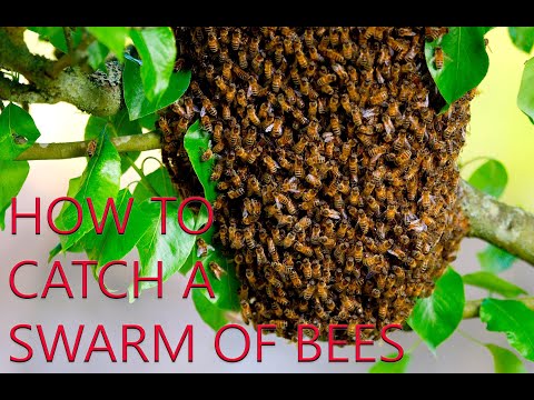 How To Catch A Honey Bee Swarm 2021